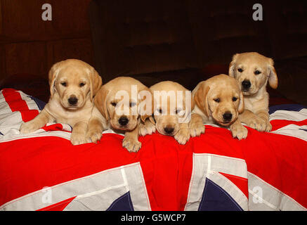 Royalty - Queen Elizabeth II Giubileo d oro Foto Stock