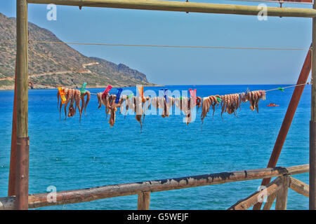 Polpo mediterraneo sulla fune, la preparazione per la cottura. Grecia isola di Creta. Mare, giornata di sole. Foto Stock