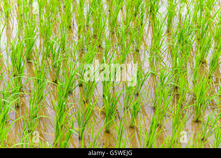 I giovani la coltura del riso nelle risaie Foto Stock