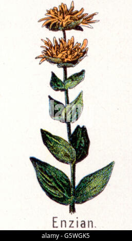 Botanica, gentiana, grande genziana gialla (Gentiana lutea), da: Friedrich Eduard Bilz, New Naturopathic Treatment, Lipsia, Germania, 1902, Additional-Rights-Clearences-Not Available Foto Stock