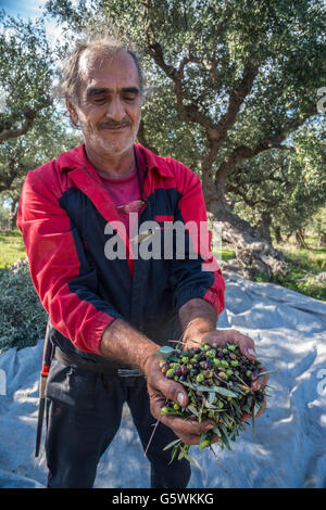 La raccolta di olive kalamata, vicino a Kardamyli nelle mani esterna, MESSINIA, PELOPONNESO Meridionale, Grecia Foto Stock