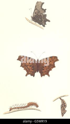 Farfalle: virgola (Morris), antica stampa 1895 Foto Stock