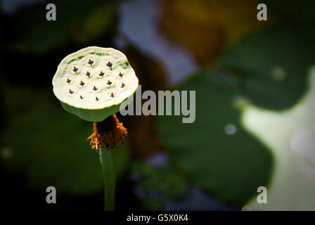 Un verde semi di loto pod Foto Stock