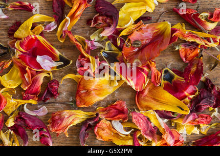 Fresca e secca tulip petali di fiori rossi e gialli con poco slug sul legno come un naturale top visualizza immagine di sfondo Foto Stock