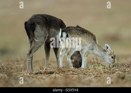 Un giovane daino pascola al Bradgate Park, Newtown Linford, Leicestershire. Foto Stock