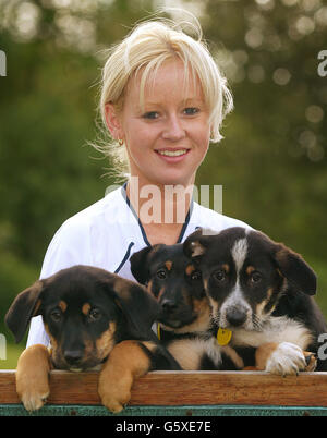 Louise Hodges, un caregiviere di canine, con tre cuccioli di Labrador-cross chiamati (L-R) Sven, Goran ed Eriksson, che si stanno curando al centro della National Canine Defense League, a Liverpool e hanno bisogno di case. Foto Stock