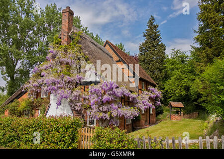 UK Berkshire Wisteria Cottage Foto Stock