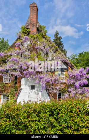 Il Glicine coperto Cottage Berkshire REGNO UNITO Foto Stock