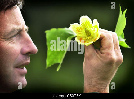 Albero dei tulipani fiori - Audley End Gardens Foto Stock