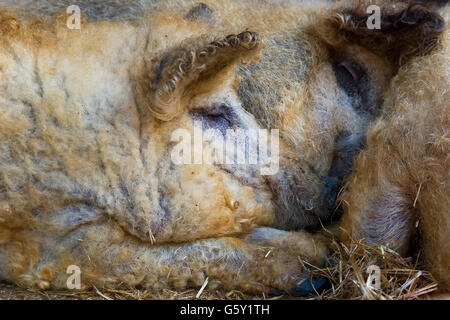 La Mangalica (talvolta scritto Mangalitsa nel Regno Unito o Mangalitza negli Stati Uniti) è una razza ungherese di maiale domestico. Foto Stock