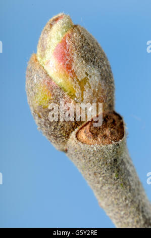 Piangendo silver linden, pendenti argento linden, ma / (Tilia petiolaris) Foto Stock