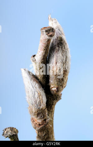 Rowan Rowan europea, Mountain-Frassino Europeo mountain-frassino / (Sorbus aucuparia) Foto Stock