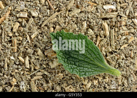 Marrubio comune / (Marrubium vulgare) / hound's-bane, bianco marrubio Foto Stock