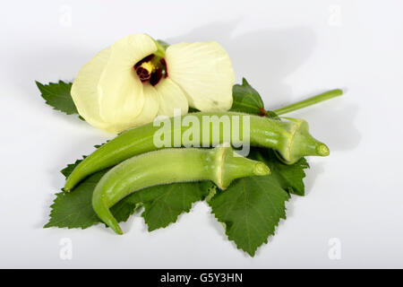 L'Okra / (Abelmoschus esculentus) / lady le dita, bhindi, bamia, gumbo Foto Stock