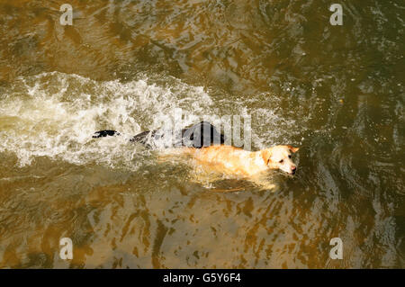 Due cani giocando insieme in un fiume poco profondo. Foto Stock