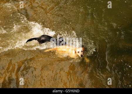 Due cani giocando insieme in un fiume poco profondo. Foto Stock