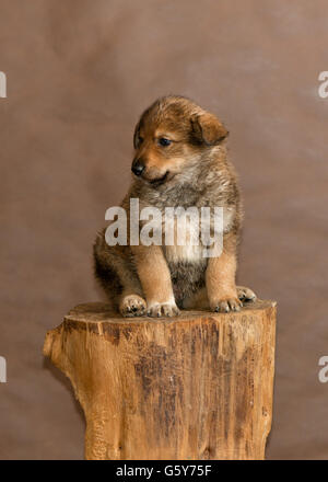 I cani gettati da persone provenienti da un senzatetto animali rifugio Foto Stock