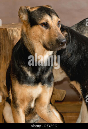 I cani gettati da persone provenienti da un senzatetto animali rifugio Foto Stock