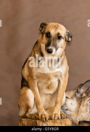 I cani gettati da persone provenienti da un senzatetto animali rifugio Foto Stock