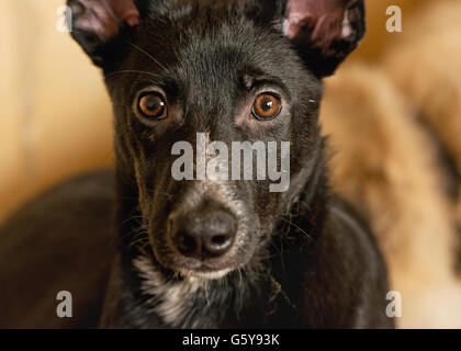 I cani gettati da persone provenienti da un senzatetto animali rifugio Foto Stock