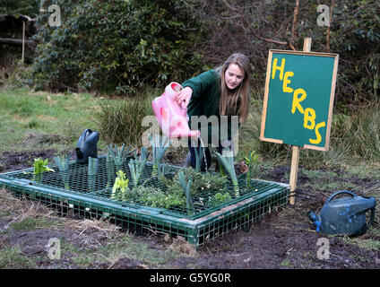 L'assistente di formazione Kirsty Morrison prepara il giardino delle erbe. Un gruppo di scimpanzé ha accolto l'inizio della primavera con il proprio giardino di erbe. Blossom, Chippie, Copper, Rosie e Tulepo si sono alternati per indagare la nuova creazione sul loro habitat insulare nel Blair Drummond Safari Park, Stirling. Foto Stock