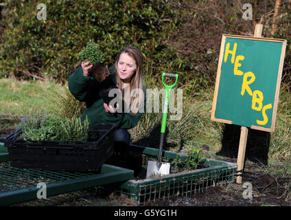 L'assistente di formazione Kirsty Morrison prepara il giardino delle erbe. Un gruppo di scimpanzé ha accolto l'inizio della primavera con il proprio giardino di erbe. Blossom, Chippie, Copper, Rosie e Tulepo si sono alternati per indagare la nuova creazione sul loro habitat insulare nel Blair Drummond Safari Park, Stirling. Foto Stock