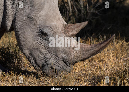 Rinoceronte bianco (Ceratotherium simum) pascolo, Waterberg, Otjozondjupa, Namibia Foto Stock