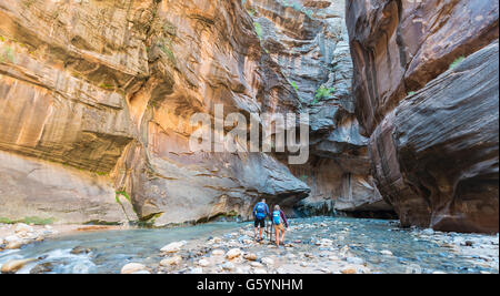 Gli escursionisti a piedi attraverso il fiume, Sion si restringe, stretta del fiume vergine, facce ripide di Zion Canyon Zion National Park, Utah Foto Stock