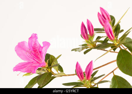 Close up di magenta azalea colore rosa fiori e boccioli con foglie con sfondo bianco. Foto Stock