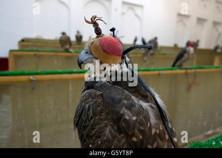 Tethered falchi incappucciati in vendita nel Falcon Souq vicino mercato Waqif situato nel quartiere di Al Souq che è situato nel centro di Doha capitale del Qatar Foto Stock