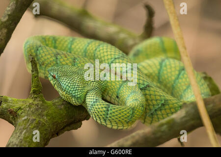 Bornean verde keeled rattlesnakes (Tropidolaemus subannulatus) snake, Bako National Park, Stati di Sarawak, nel Borneo, Foto Stock