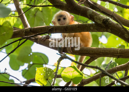 Baby lutung argenteo (Trachypithecus cristatus) giocando in alberi nel Bako National Park, Borneo Foto Stock