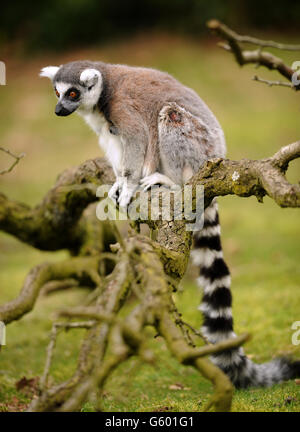 Scorta di fauna selvatica - Lemur con coda ad anello. Un Lemur dalla coda ad anello si aggira su un ramo di alberi caduti allo Zoo di Whipsnade Foto Stock