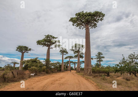 Avenue de Baobab in Morandova, Madagascar Foto Stock