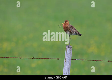 Nero-tailed Godwit (Limosa islandica) Foto Stock