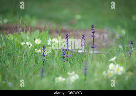 Ajuga reptans Foto Stock