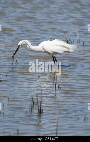 Garzetta (Egretta garzetta] alla ricerca di cibo su il Parco Nazionale Broads del Norfolk, Regno Unito. Giugno Foto Stock