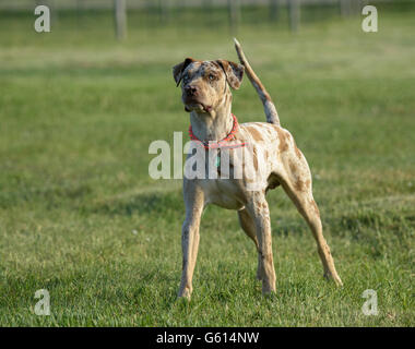 Catahoula leopardo cane su prato, maschio di 18 mesi Foto Stock