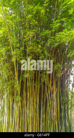 Ceduo di alberi di bambù a Kanapaha Gardens - Gainesville, Florida Foto Stock