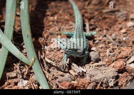 Podarcis Pityusensis Formenterae lizard contro lo sfondo del suolo Foto Stock