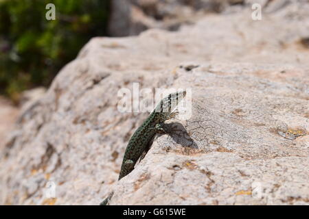 Podarcis Pityusensis Formenterae lizard crogiolarsi al sole Foto Stock