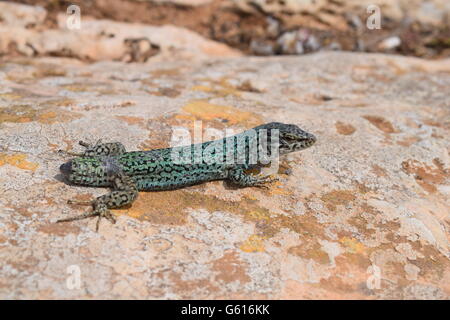 Podarcis Pityusensis Formenterae lizard in appoggio su pietra senza coda Foto Stock