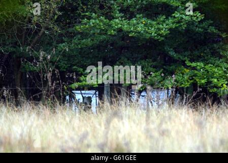 La polizia continua la sua indagine nella foresta di Yateley Heath, vicino alla flotta in Hampshire dopo che i resti umani sono stati trovati dai membri del pubblico. Foto Stock