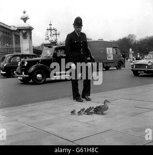 Animali - Road-Crossing Anatre - Londra Foto Stock