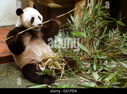 Il panda maschio Yang Guang mangia bambù nel suo recinto mentre si fa balzare in avanti alla stagione di riproduzione allo Zoo di Edimburgo. Foto Stock