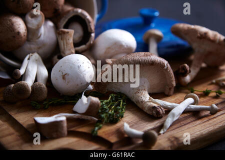 Funghi di tutti i tipi. Foto Stock