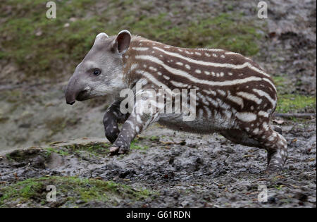 Tapiri a Howletts Wild Animal Park Foto Stock