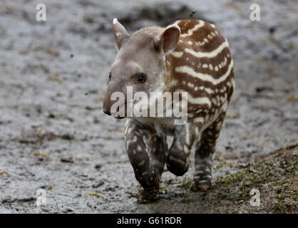 Tapiri a Howletts Wild Animal Park Foto Stock