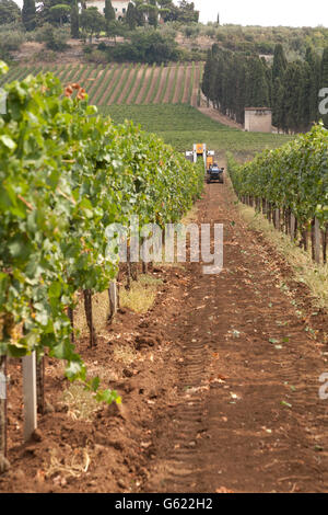 Filari di viti con una mietitrice meccanica a distanza la raccolta di uva, a Frascati, Italia, Europa Foto Stock