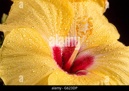 Fiori di ibisco Close Up su sfondo nero. Foto Stock